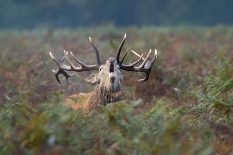 Red deer (Cervus elaphus) adult male stag bellowing during the rutting season in autumn, England,