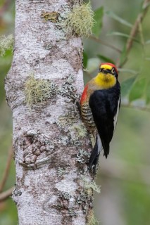 Yellow-fronted Woodpecker (Melanerpes flavifrons) perched on a branch in the Atlantic rainforest of