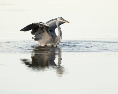 Grey heron (Ardea cinerea) standing with open wings in the shallow water zone of a lake, Lower