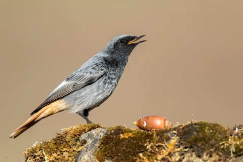 Black Redstart (Phoenicurus ochruros) male perched on the ground, Madrid, Spain