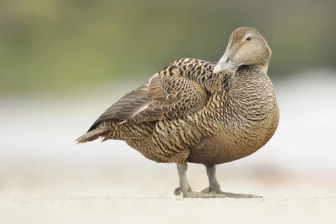 Common Eider (Somateria mollissima) female, Schleswig-Holstein, Germany