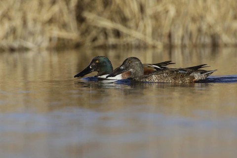 Northern Shoveler (Spatula clypeata) male, California, USA