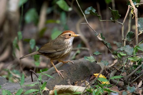 Puff-throated Babbler (Pellorneum ruficeps), Kaeng Krachan, Thailand