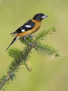 Black-headed Grosbeak (Pheucticus melanocephalus) male, British Columbia, Canada