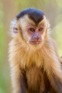Close-up of a capuchin monkey with an expressive look in the forest, capuchin monkey (Sapajus