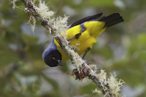 Hooded Mountain-Tanager (Buthraupis montana) perched on a branch in Ecuador, South America