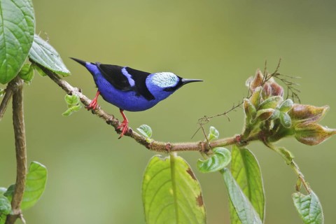 Red-legged Honeycreeper (Cyanerpes cyaneus) perched on a branch in Costa Rica, Central America