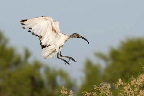 African Sacred Ibis (Threskiornis aethiopicus) flying, Camarque, France