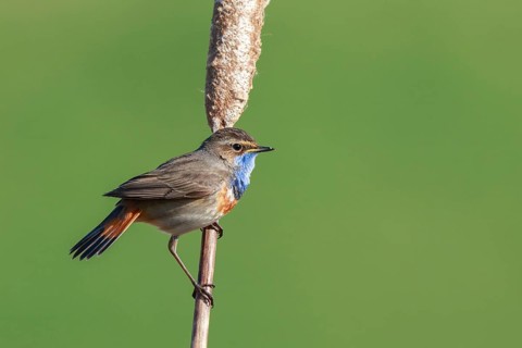 Bluethroat (Luscinia svecica cyanecula) male perched on a cattail, Netherlands