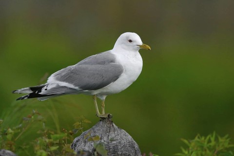 Mew Gull (Larus canus brachyrhynchus), Alaska, USA