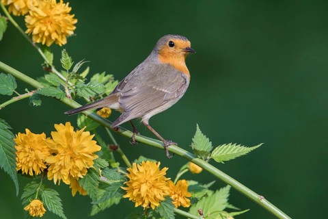 European Robin (Erithacus rubecula), Poland