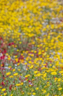 Wild flowers blooming, Cattolica Eraclea, Agrigento district, Sicily, Italy