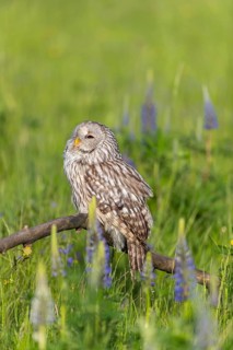 One Ural owl (Strix uralensis) sitting on a branch lying in a field of flowering lupines in late