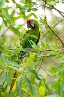 Military Macaw Ara militaris El Tuito, Jalisco, Mexico 9 June Adult Psittacidae