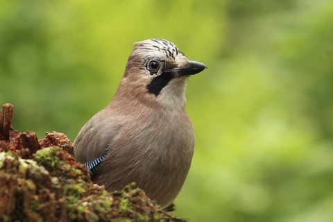 Eurasian Jay (Garrulus glandarius), Lower Saxony, Germany