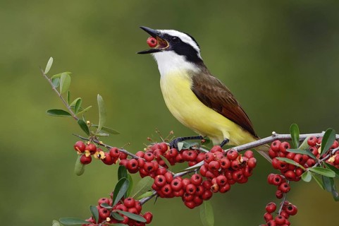 Great Kiskadee (Pitangus sulphuratus), Texas, USA