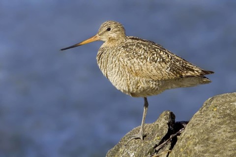 Marbled Godwit (Limosa fedoa), Washington, USA