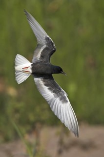 White-winged Tern (Chlidonias leucopterus) flying, Lesvos, Greece