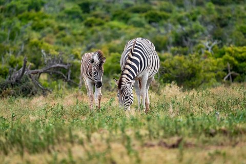 Burchell's zebra (Equus quagga burchelli) with young, Addo Elephant National Park, Eastern Cape,