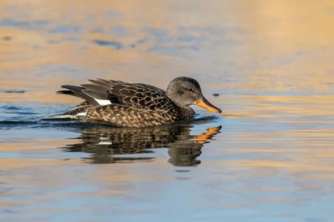Gadwall (Mareca strepera) female, Mecklenburg-Western Pomerania, Germany