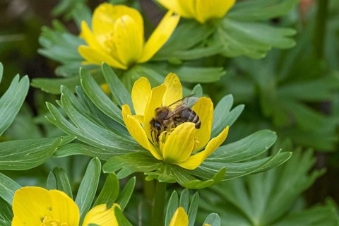 Winter Aconite (Eranthis hyemalis),  Germany