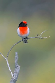 Red-capped Robin (Petroica goodenovii) male perched on a branch, South Australia, Australia