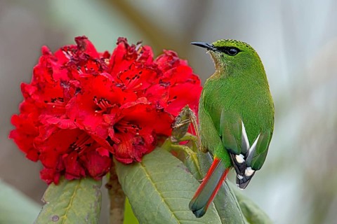Fire-tailed Myzornis (Myzornis pyrrhoura) feeding on Rhododendron flower nectar, Darjeeling, India