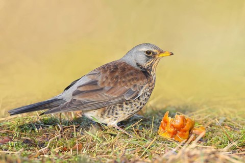 Fieldfare (Turdus pilaris), adult bird foraging on forest floor, eating apple, wildlife, thrushes,
