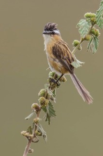Sharp-tailed Tyrant (Culicivora caudacuta) perched on a branch in the Atlantic rainforest of