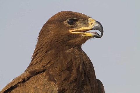 Steppe Eagle (Aquila nipalensis), Oman