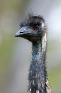 Emu (Dromaius novaehollandiae), Victoria, Australia