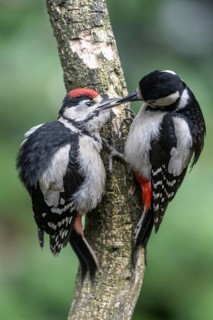 Great spotted woodpecker (Dendrocopos major), adult bird feeding young, Emsland, Lower Saxony,