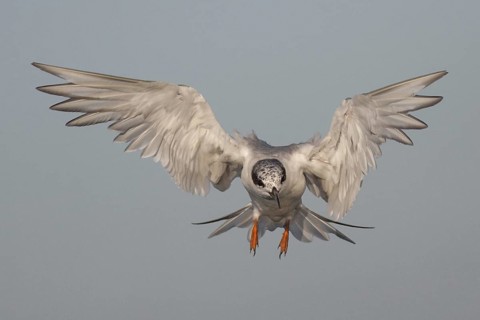 Forster's Tern (Sterna forsteri) juvenile flying, California, USA