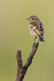 European Stonechat (Saxicola rubicola), Lake Neusiedl, Austria