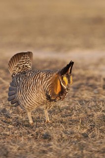 Greater Prairie Chicken (Tympanuchus cupido) male displaying, Wisconsin, USA