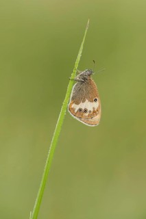 Tweekleurig hooibeestje, Pearly Heath, Coenonympha arcania