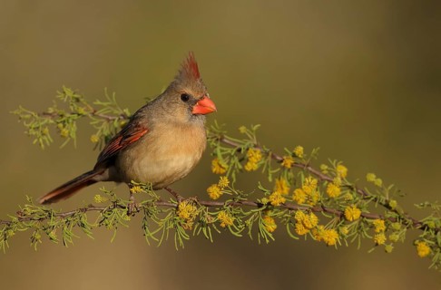 Northern Cardinal (Cardinalis cardinalis) female perched on a branch, Texas, USA