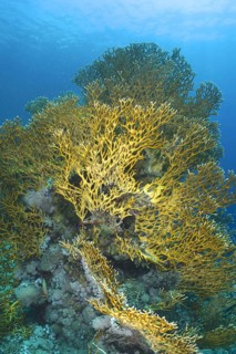 Lattice fire coral (Millepora dichotoma)