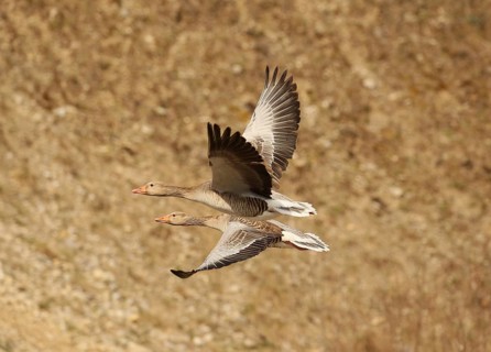 Greylag goose (Anser anser) adults in flight in front of a gravel pit wall, Allgäu, Bavaria,