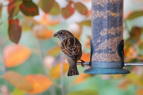 Sparrow eating seeds from a feeder. seasonal bird feeding. Bad Salzschlirf, Hessen, Germany
