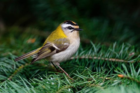 Common Firecrest (Regulus ignicapilla), Asturias, Spain