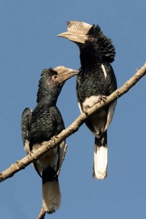 Black-and-white-casqued Hornbill (Bycanistes subcylindricus) pair perched on a branch, Kakamega