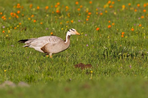 Bar-headed Goose (Anser indicus) foraging on flowering grass steppe, Lake Hovsgol, Mongolia