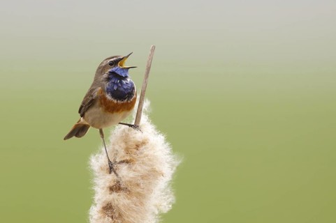 Bluethroat (Luscinia svecica cyanecula) male singing, Utrecht, Netherlands
