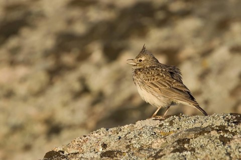 Crested Lark (Galerida cristata), Castile-La Mancha, Spain