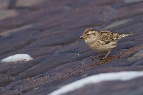 Rock Sparrow - Steinsperling - Petronia petronia ssp. barbara, adult, Morocco