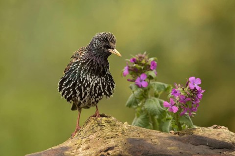 Common Starling (Sturnus vulgaris) female, Bavaria, Germany