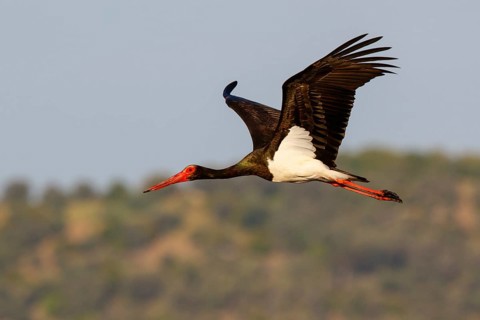 Black Stork (Ciconia nigra) flying, Greece