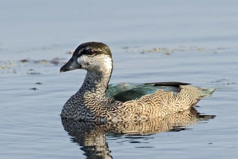 Green Pygmy Goose (Nettapus pulchellus) female, Northern Territory, Australia