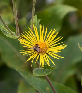 Elecampane (Inula magnifica),  Germany